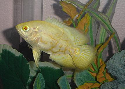 freshwater fish - astronotus ocellatus - albino oscar stocking in 55 gallons tank - Albino Tiger Oscar