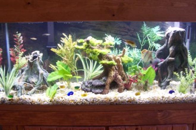 55 gallons freshwater fish tank (mostly fish and non-living decorations) - 55 GALLON COMMUNITY