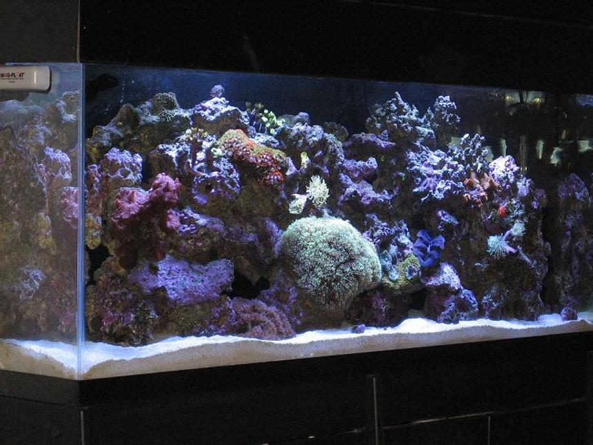 Rated #52: 55 Gallons Reef Tank - my reef