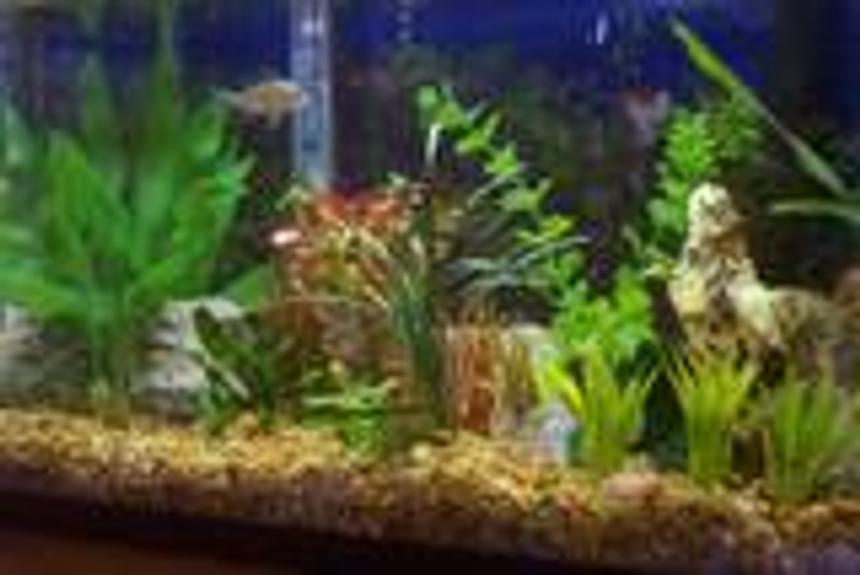 Rated #387: 20 Gallons Freshwater Fish Tank - This is my 20gall tank with 30 power filter, heater, and 15 flourecent light. It houses 3 albino cory (soon to be 3 more panda cories), 1 otto, 2 bolivian rams, and 6 neon tetra, semi planted, with pea gravel, red ludgwiga, mondo grass, java moss, and java fern.