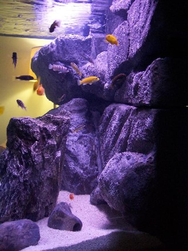 65 gallons freshwater fish tank (mostly fish and non-living decorations) - Side view of Matt & Joanna's 65 gallon Malawi Mbuna aquarium.