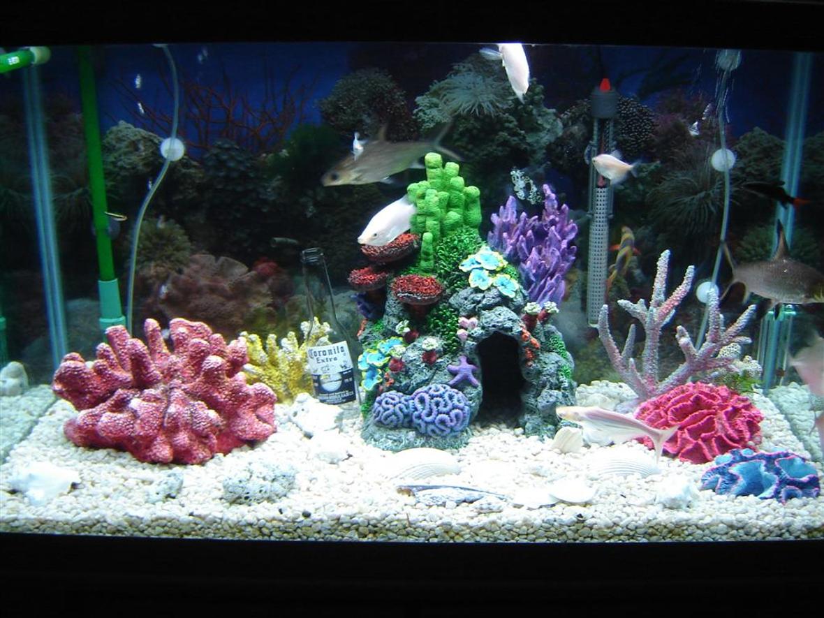 55 gallons freshwater fish tank (mostly fish and non-living decorations) - its super cool