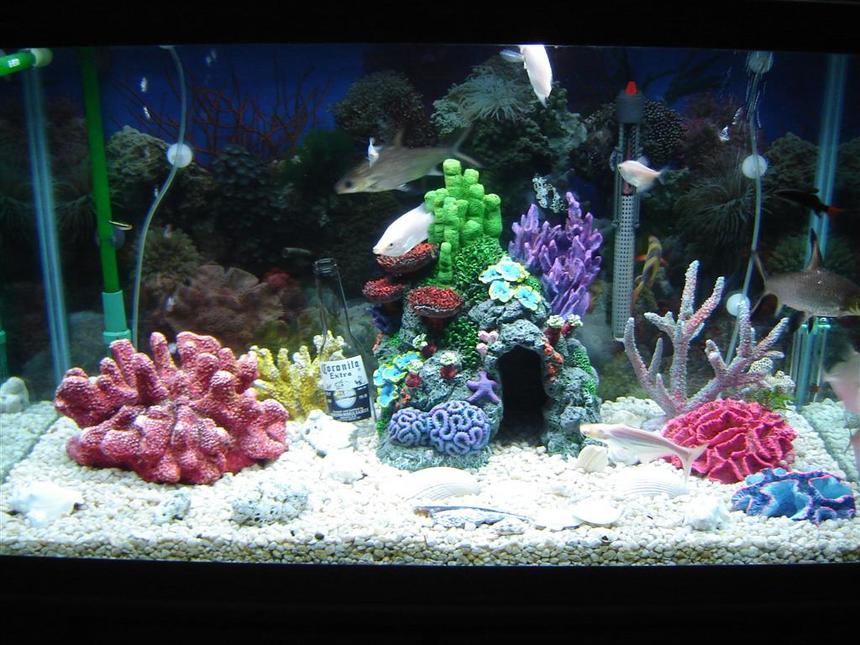 Rated #287: 55 Gallons Freshwater Fish Tank - its super cool