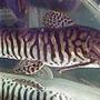 freshwater fish - merodontotus tigrinus - tigrinus catfish stocking in 75 gallons tank - foot and a half long tiger shovelnose catfish he is crazy will eat anything under 10 inches