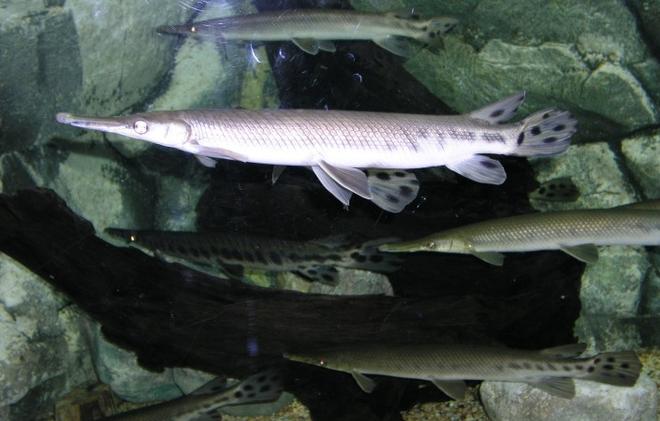 freshwater fish - xenentodon cancila - needle nose gar stocking in 75 gallons tank - florida gar do i really need to say anymore nice fish!!!!