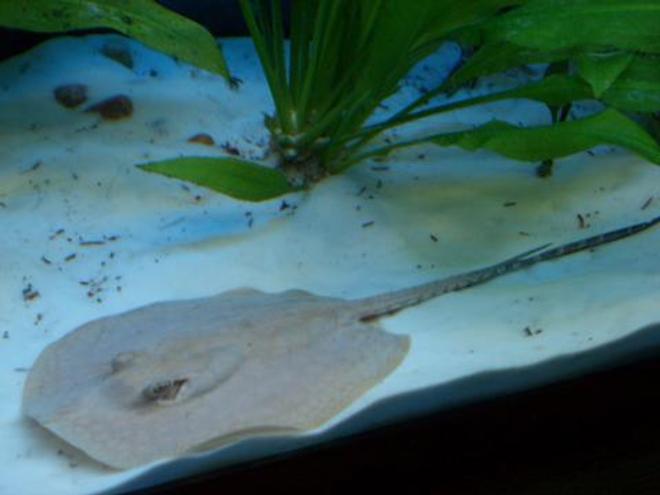 saltwater fish - urobatis halleri - round stingray stocking in 55 gallons tank - The Stingray
