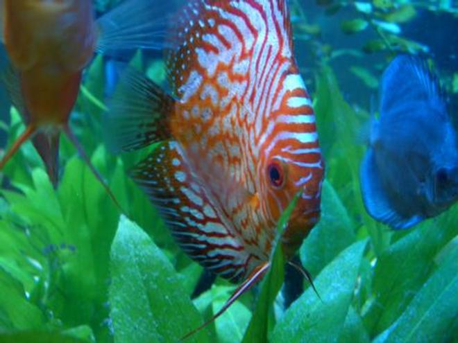 freshwater fish - symphysodon spp. - pigeon blood discus stocking in 55 gallons tank - My Red Dragon (Pigeon Blood) DIscus