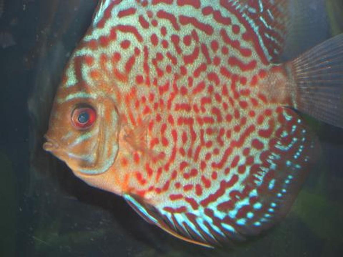 freshwater fish - symphysodon spp. - snakeskin discus stocking in 55 gallons tank - My Lepard Skin Discus