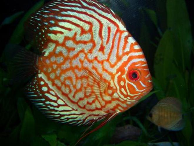freshwater fish - symphysodon spp. - snakeskin discus stocking in 55 gallons tank - Discus Pictures