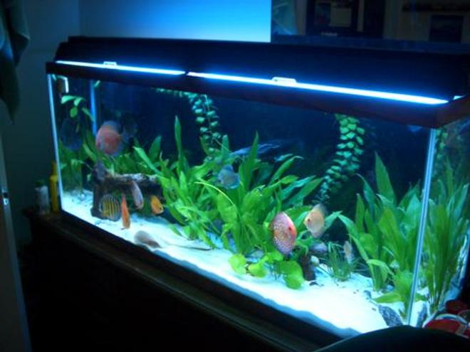 55 gallons planted tank (mostly live plants and fish) - Discus / Stingray Tank