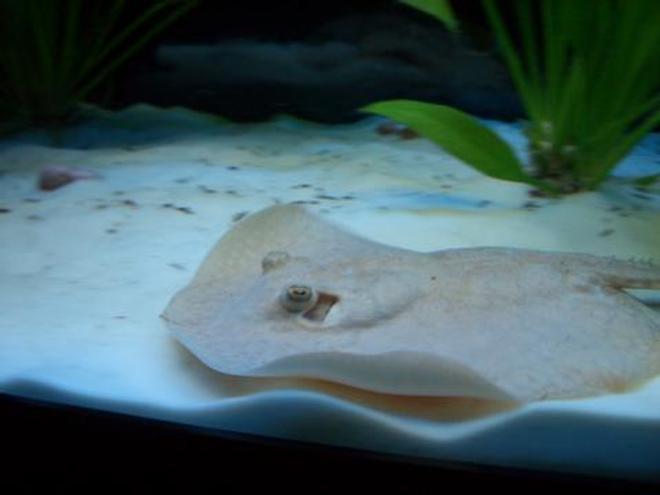 saltwater fish - urobatis halleri - round stingray stocking in 55 gallons tank - Swimming Stingray