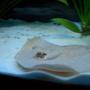 saltwater fish - urobatis halleri - round stingray stocking in 55 gallons tank - Swimming Stingray