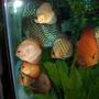 freshwater fish - symphysodon spp. - discus stocking in 55 gallons tank - Discus Pictures