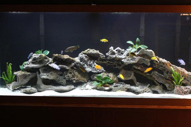 55 gallons freshwater fish tank (mostly fish and non-living decorations) - 55 gallon planted Mbuna tank