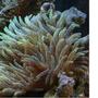 corals inverts - entacmaea quadricolor - bulb anemone stocking in 60 gallons tank - Speckled Green Bubble Tip Anenome