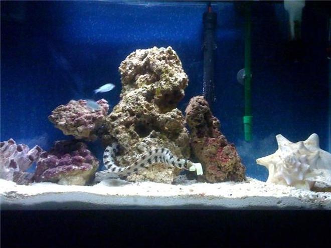 29 gallons saltwater fish tank (mostly fish, little/no live coral) - Snowflake eel house