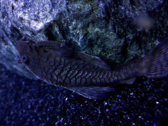 freshwater fish - ancistrus sp. - bushy nose pleco l-144 stocking in 36 gallons tank - Brushmouth Pleco
