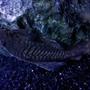 freshwater fish - ancistrus sp. - bushy nose pleco l-144 stocking in 36 gallons tank - Brushmouth Pleco