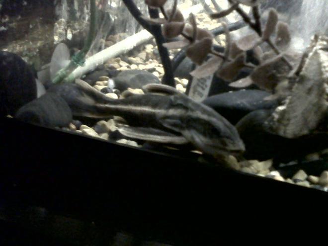 freshwater fish - platydoras costatus - striped raphael catfish stocking in 75 gallons tank - Striped Raphael Catfish