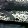freshwater fish - hoplow catfish stocking in 75 gallons tank - Hoblow Catfish