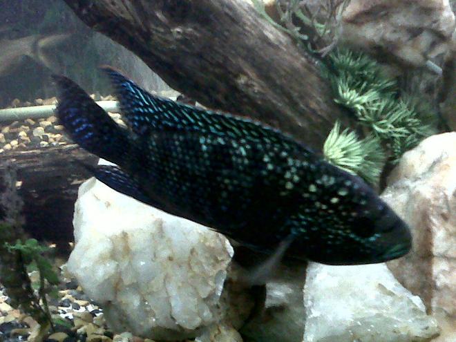 freshwater fish - nandopsis octofasciatum - jack dempsey stocking in 75 gallons tank - Male Jack Dempsey