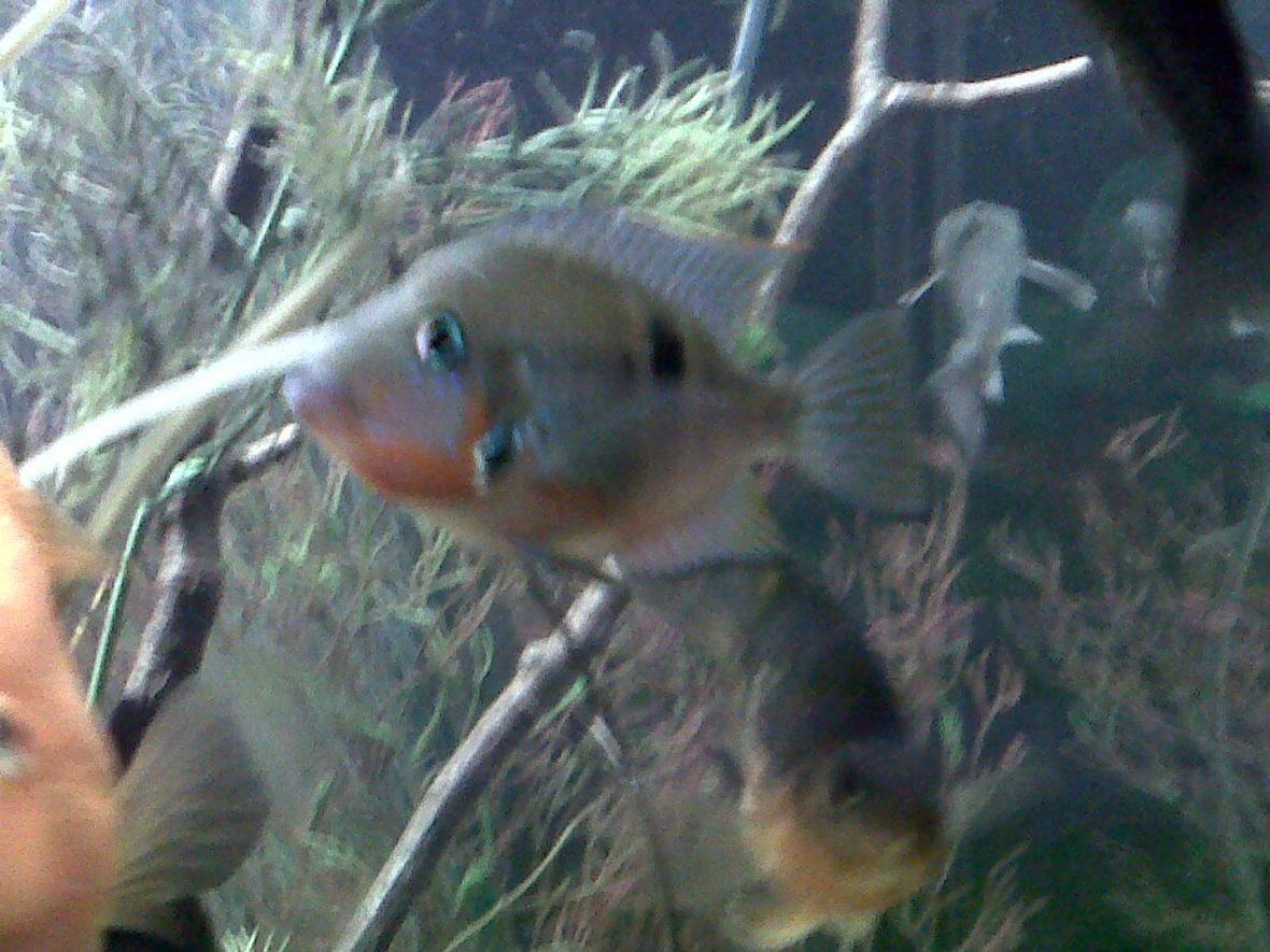 freshwater fish - thorichthys meeki - firemouth cichlid stocking in 75 gallons tank - Fire Mouth Cichlid