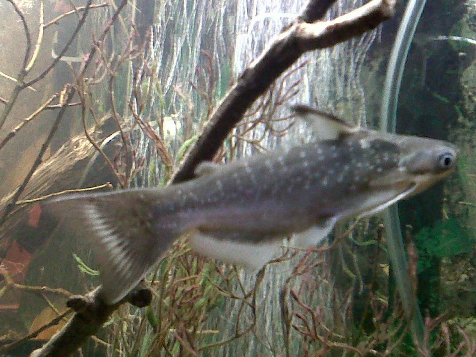 freshwater fish - sorubimichthys planiceps - firewood catfish stocking in 75 gallons tank