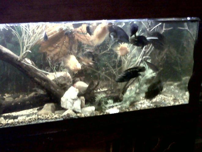 75 gallons freshwater fish tank (mostly fish and non-living decorations) - Better view of my freshwater tank.