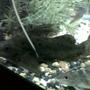 freshwater fish - pimelodus pictus - pictus cat stocking in 75 gallons tank - Synodontis Catfish (left) Spotted Pictus Catfish (Right)
