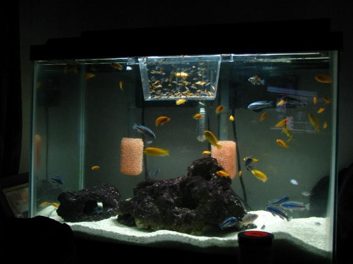 90 gallons freshwater fish tank (mostly fish and non-living decorations) - Baby tank, more on the way