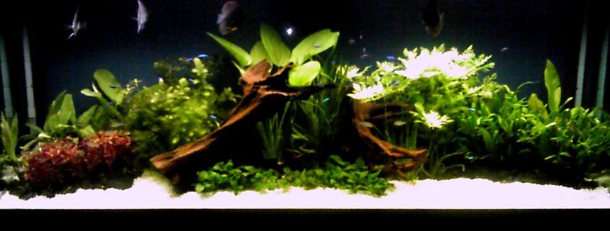 Rated #18: 125 Gallons Planted Tank - planted discus tank