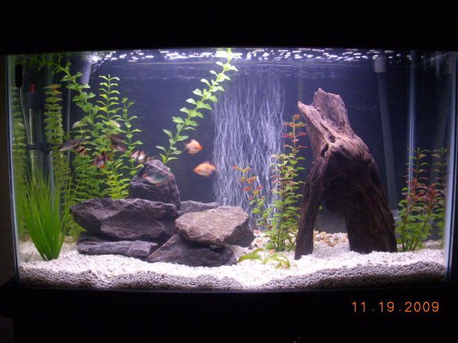 29 gallons freshwater fish tank (mostly fish and non-living decorations) - kind of a new setup, added crushed shells rearanged the scenery