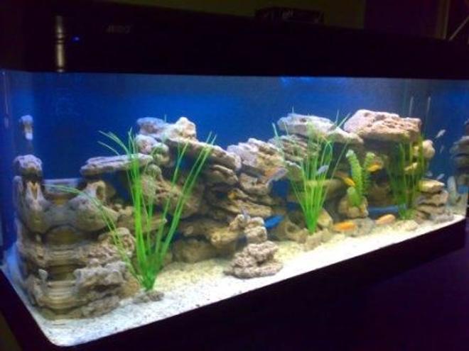 500 gallons freshwater fish tank (mostly fish and non-living decorations) - 500 Litres (1.5 x 0.65 x 0.65 m) African specias only