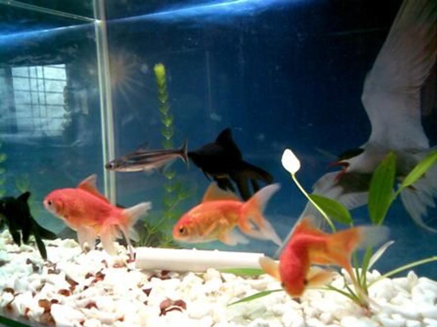 Rated #255: Freshwater Fish - Carassius Auratus - Black Moor Goldfish Stocking In 20 Gallons Tank - black moor goldfish
