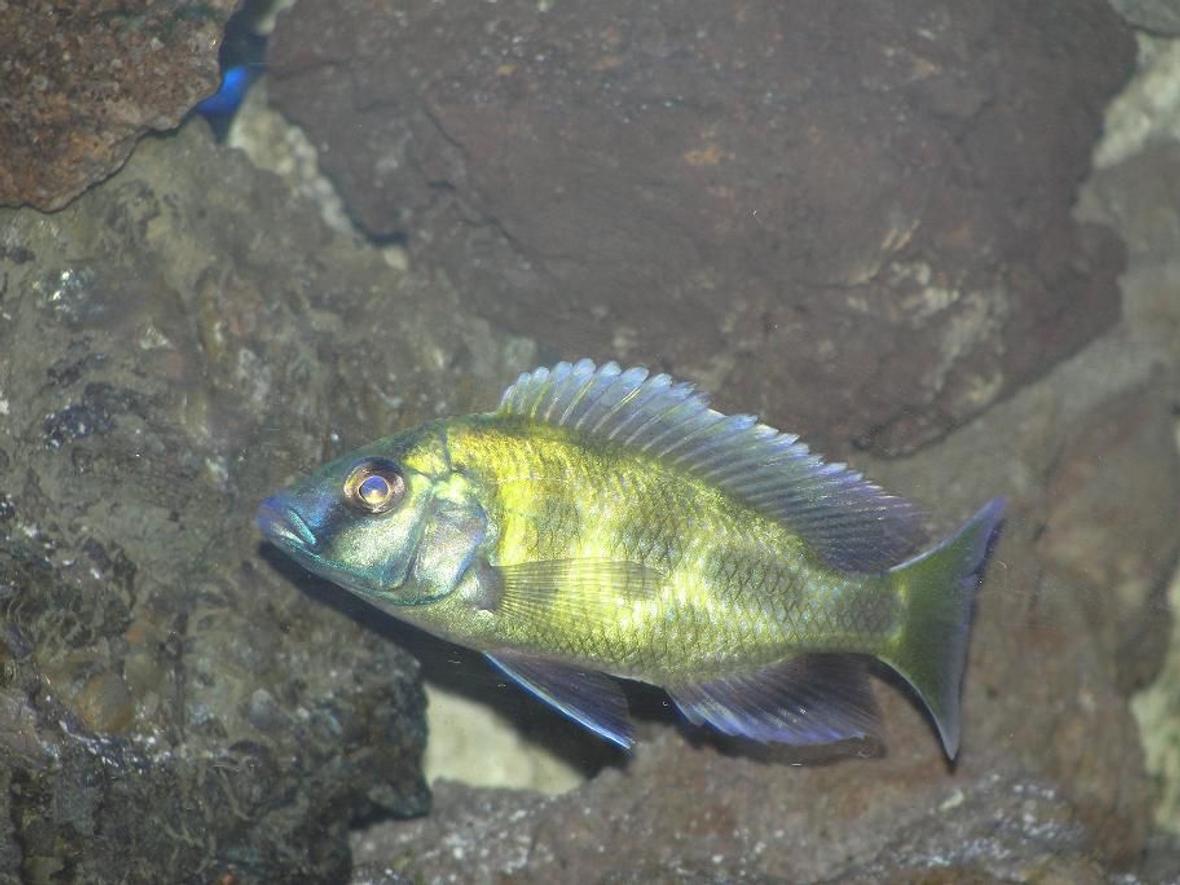 freshwater fish - nimbochromis venustus - venustus cichlid stocking in 110 gallons tank - Nimbochromis venustus