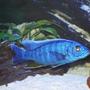 freshwater fish - sciaenochromis fryeri - electric blue hap stocking in 110 gallons tank - Sciaenochromis fryeri