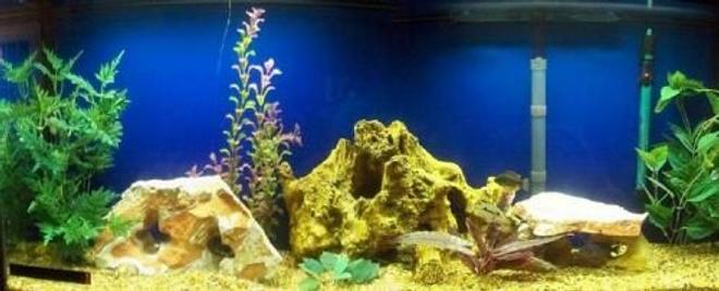 55 gallons freshwater fish tank (mostly fish and non-living decorations) - My new 55 gallon African Cichlid tank.