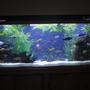 110 gallons freshwater fish tank (mostly fish and non-living decorations) - Mixed Malawi w/new background in progress