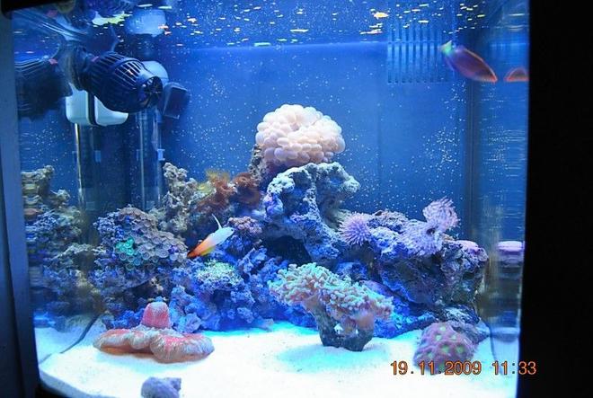 14 gallons reef tank (mostly live coral and fish) - 14 gallon biocube update