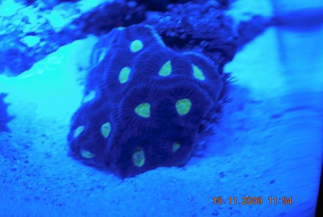 corals inverts - favites sp. - brain coral, favites stocking in 14 gallons tank - favia