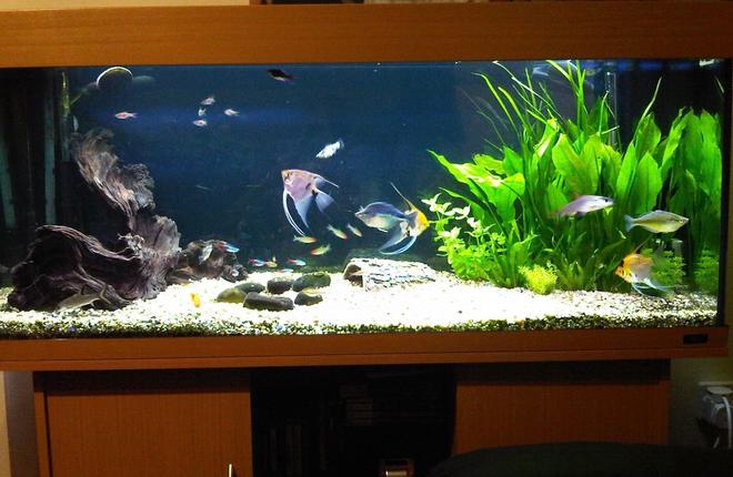 55 gallons freshwater fish tank (mostly fish and non-living decorations) - My Aquarium from the front