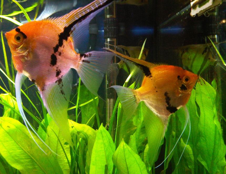 Rated #15: Freshwater Fish - Pterophyllum Sp. - Koi Angel Stocking In 55 Gallons Tank - How long does it take to get a decent picture, those fish just won't pose for the camera.