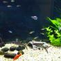 fish tank picture - Some of the fish as the floated into shot