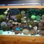 90 gallons reef tank (mostly live coral and fish) - full view