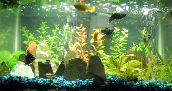 10 gallons planted tank (mostly live plants and fish) - My fish tank