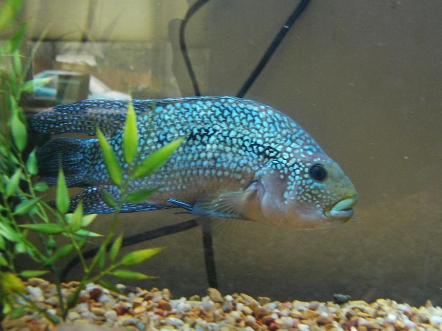Rated #144: Freshwater Fish - Nandopsis Octofasciatum - Jack Dempsey Stocking In 35 Gallons Tank - Jack dempsy. Apprx 6yrs old. My baby!