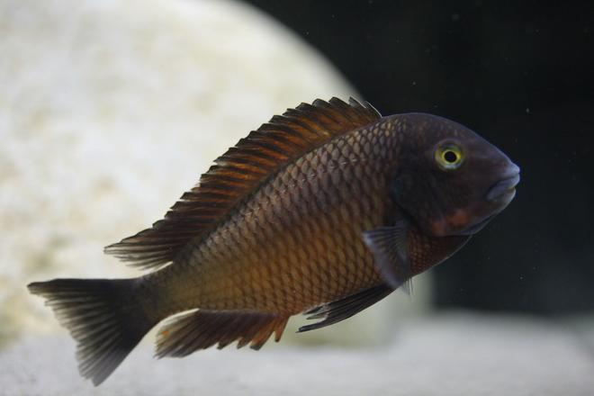 freshwater fish - tropheus chiwena stocking in 220 gallons tank - Tropheus Chiwena male