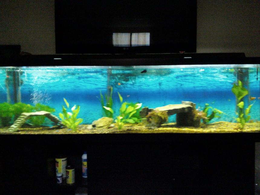 Rated #207: 125 Gallons Planted Tank - NOT CURRENT TANK

My more or less first freshwater fish tank! 125 gallon. Now converted too saltwater!! Info on saltwater tank below!