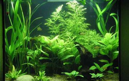 26 gallons planted tank (mostly live plants and fish) - 26 gallon bow front, Ehiem off the back, sponge filter medium only. Coralife light  24