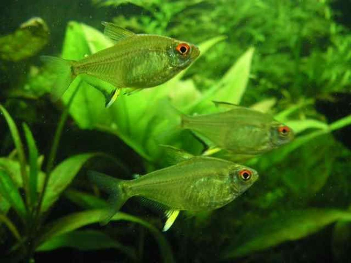 freshwater fish - hyphessobrycon pulchripinnis - lemon tetra stocking in 26 gallons tank - 3 lemon tetras